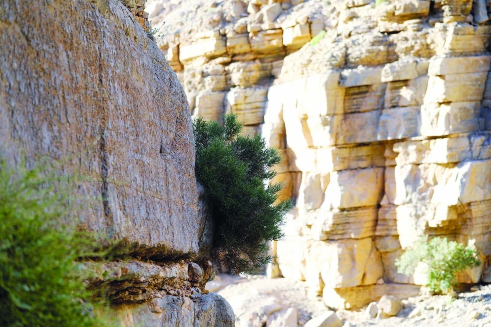 Oman expands efforts to preserve plant diversity