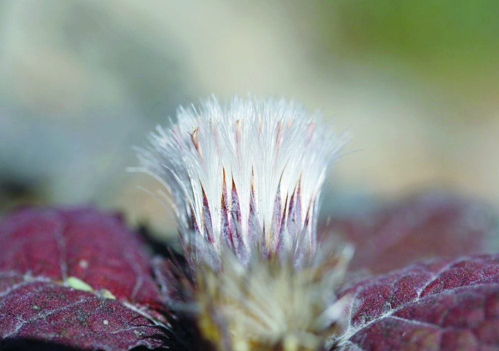 Oman expands efforts to preserve plant diversity
