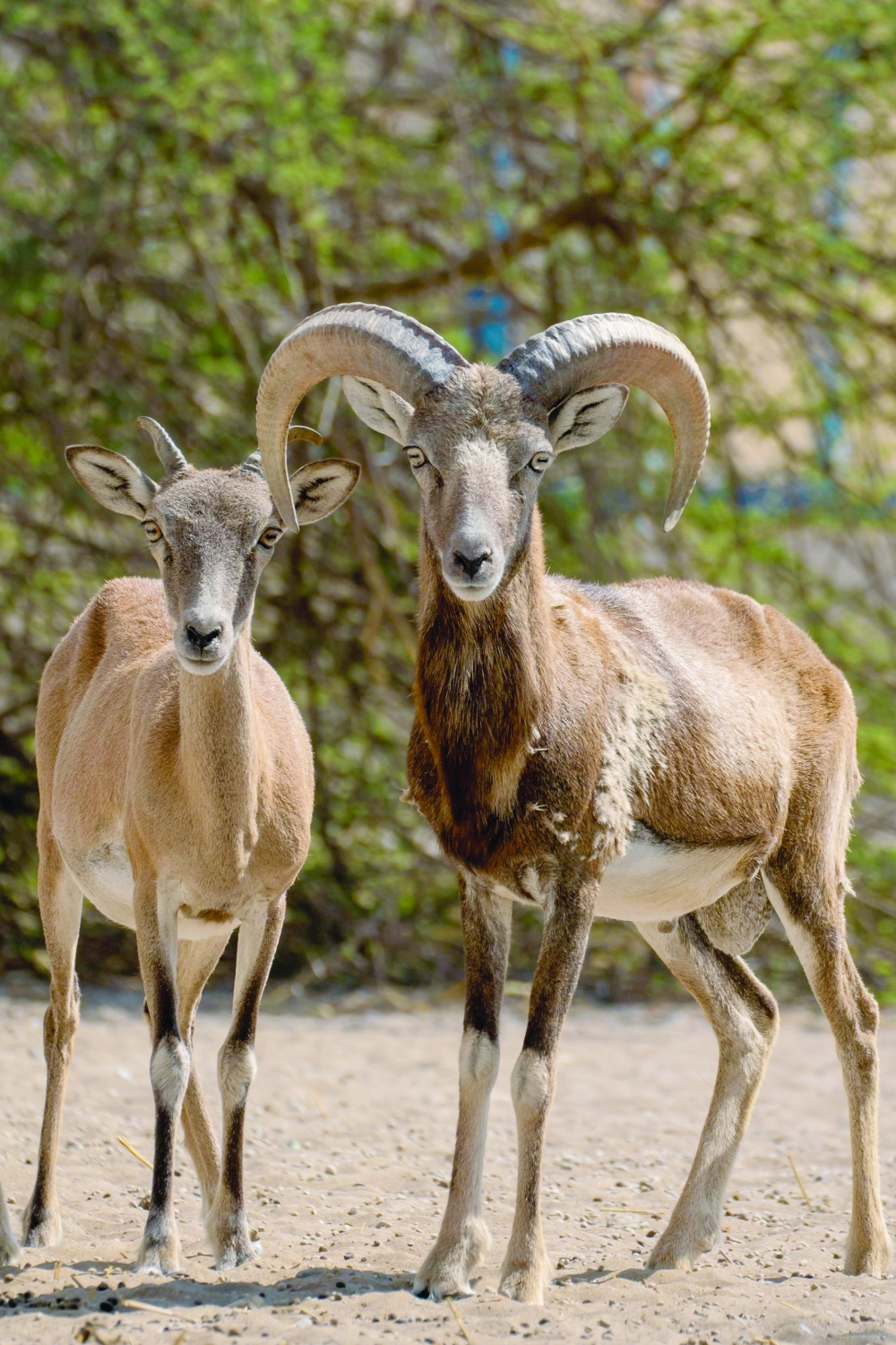 The Centre plays a crucial role in ensuring the long-term sustainability of Oman's unique wildlife