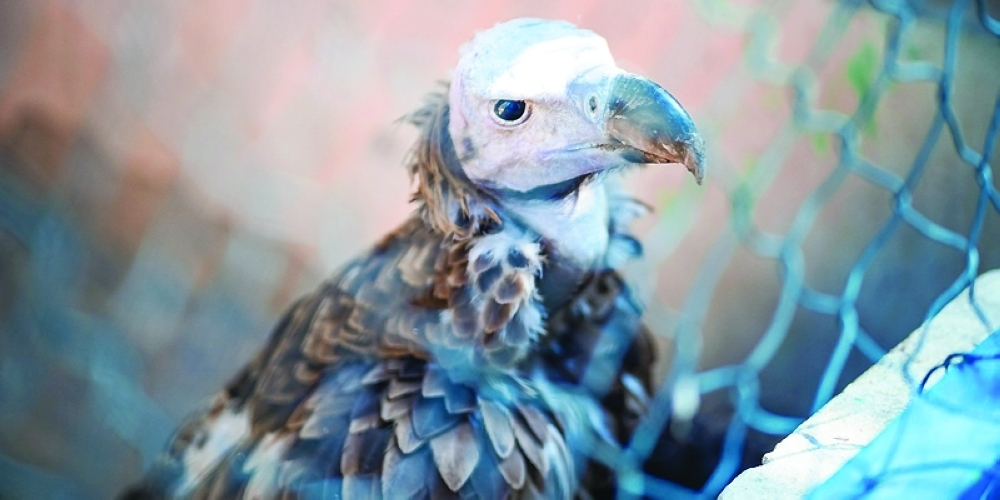 Barka Biodiversity Centre boosts Oman's wildlife conservation