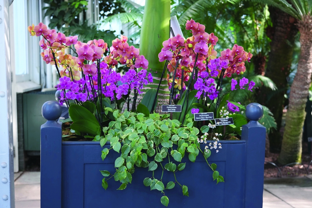 The Phalaenopsis Surf Song, Queen Beer Red Sky and Dancing Ladies Tsiku Marguerite orchids, part of The Orchid Show: Mexican Modernism, at the New York Botanical Garden, March 1, 2025. (Michelle V. Agins/The New York Times)