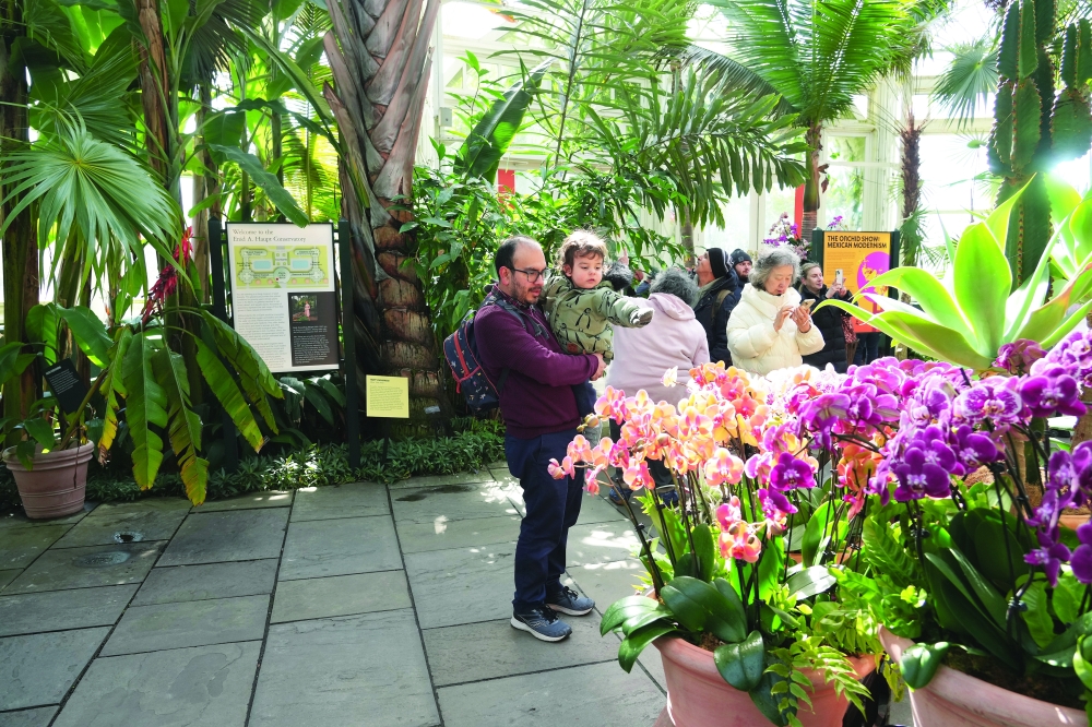 An orchid display in the Palms of the World Gallery at the New York Botanical Garden, the site of The Orchid Show: Mexican Modernism, March 1, 2025. (Michelle V. Agins/The New York Times)