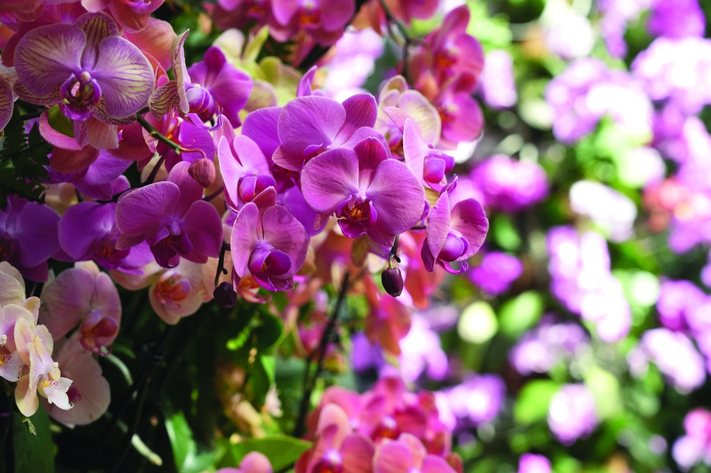 The Phalaenopsis Rose Valentine and Phalaenopsis Younghome Golded Star, part of “The Orchid Show: Mexican Modernism,” at the New York Botanical Garden, March 1, 2025. (Michelle V. Agins/The New York Times)