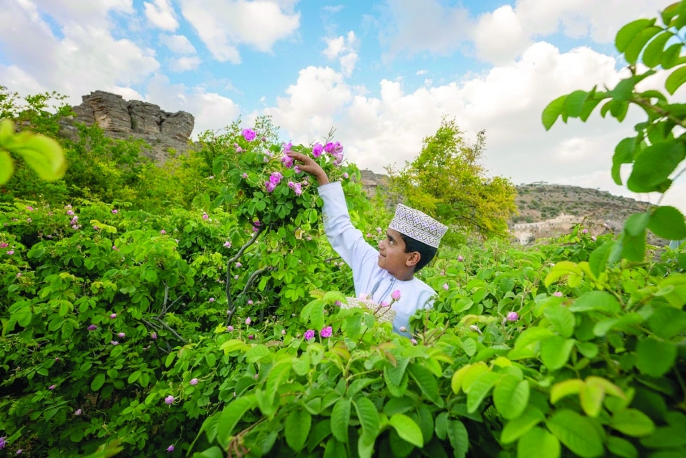 Rose season in Al Jabal Al Akhdhar is a key attraction in Al Dakhiliyah