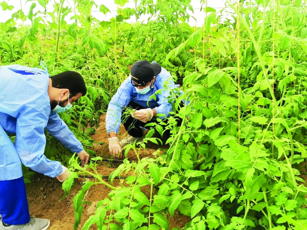 Shinas Farm has launched an agricultural reserve managed by students with disabilities