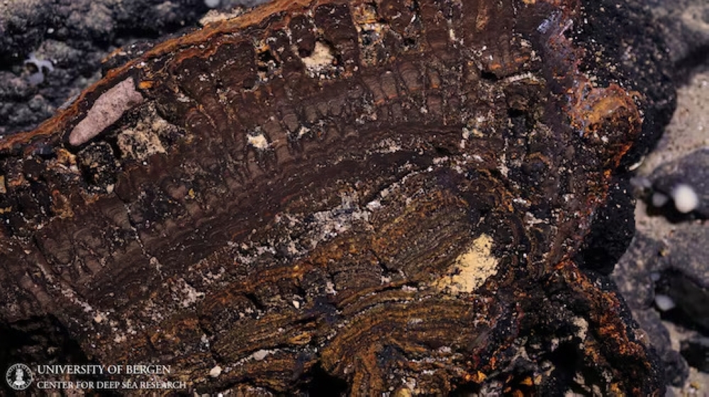 A view shows a cross-section of a manganese crust at the bottom of the Norwegian Sea, in this undated handout picture. — Reuters