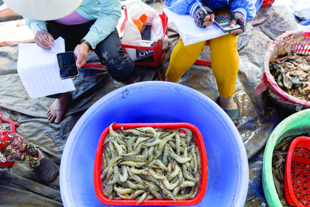 Shrimp farmers weigh harvested shrimps in Soc Trang province, Vietnam. — Reuters