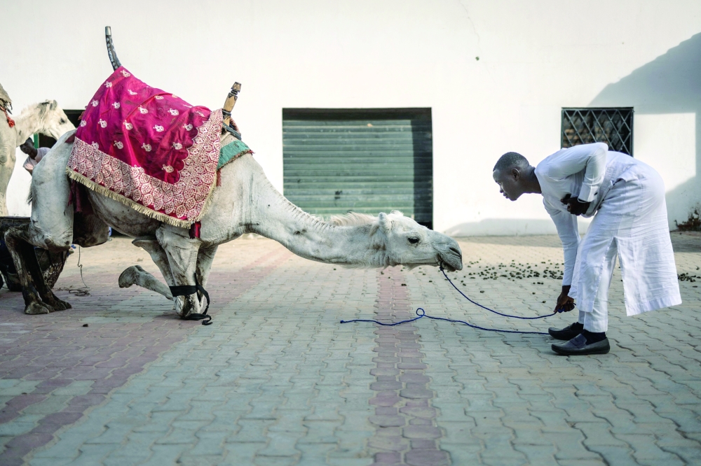 A royal camel driver makes a camel lie down at the residency of the Emir of Dutse. — AFP