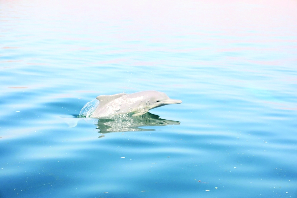 The survey is part of the EA’s ongoing efforts aimed at protecting wildlife and preserving biodiversity in the Omani marine environment.
