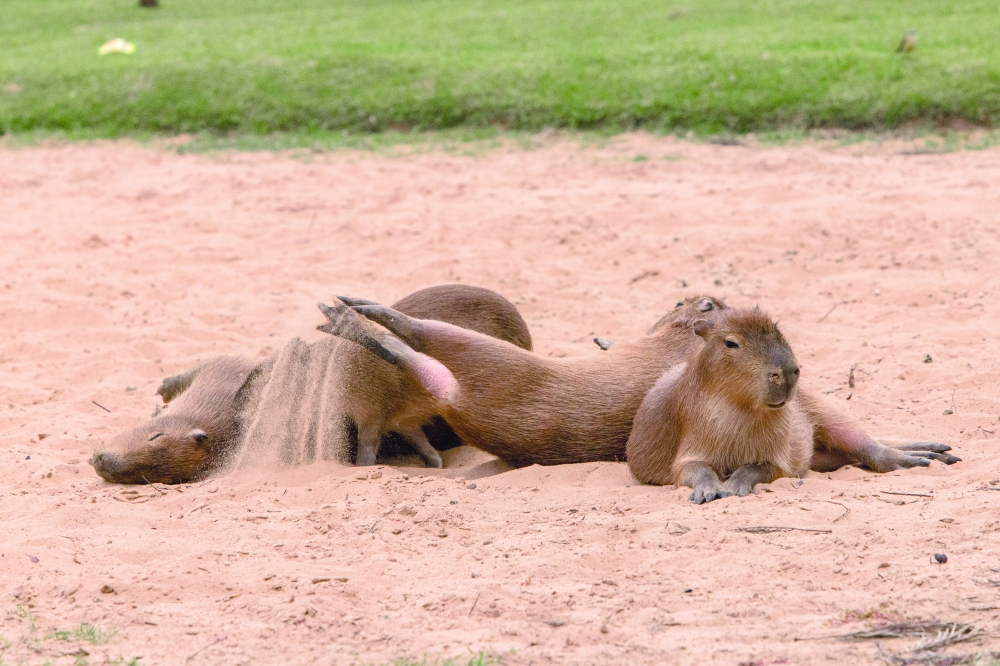A group of the rodents taking a sand bath in a volleyball court in Nordelta, a gated community north of Buenos Aires.
