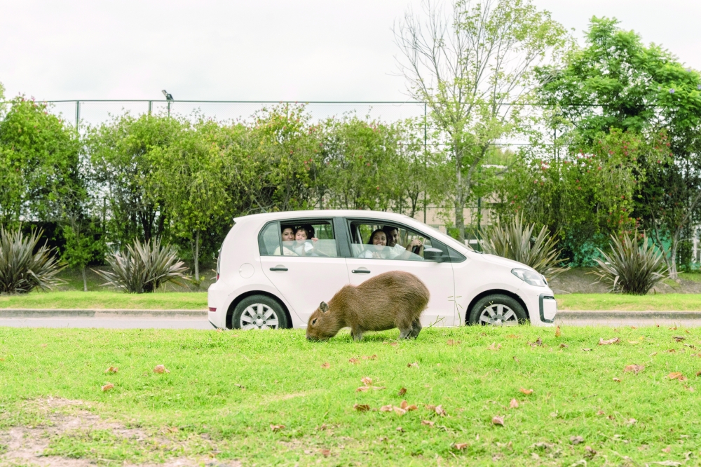 Passers-by watch a capybara eat grass on the side of a road running through Nordelta, a gated community north of Buenos Aires.