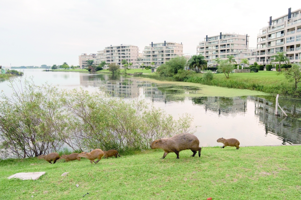 A capybara family with babies near an artificial lake in Nordelta, a gated community north of Buenos Aires.