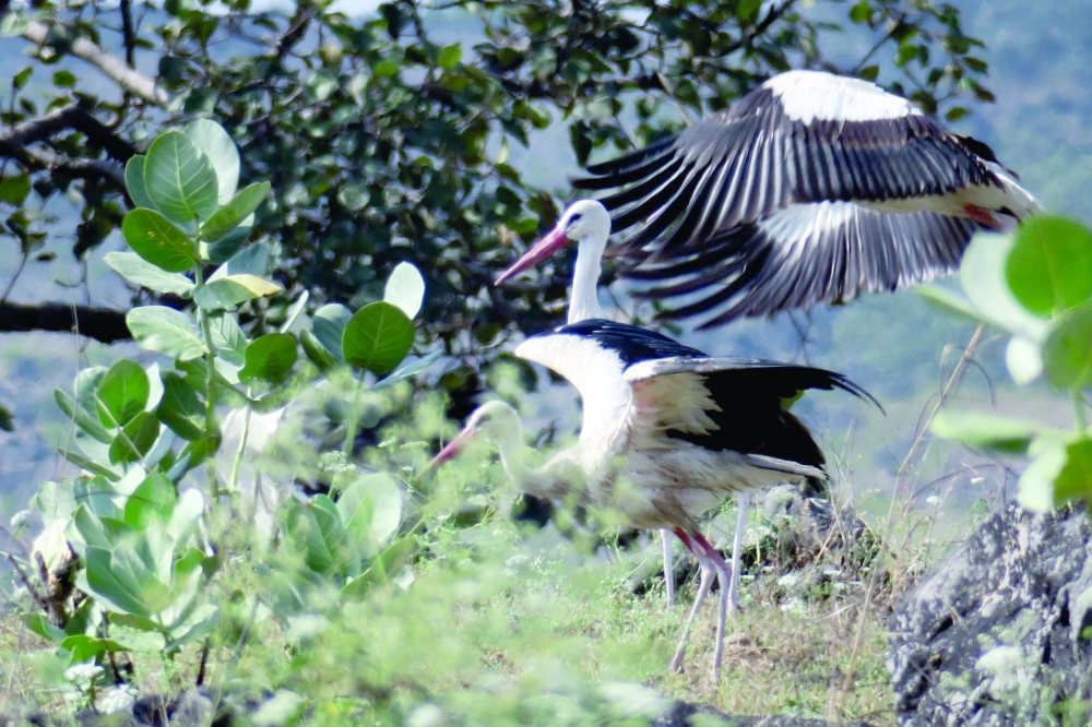Storks fly over mountainous Jabal Samhan