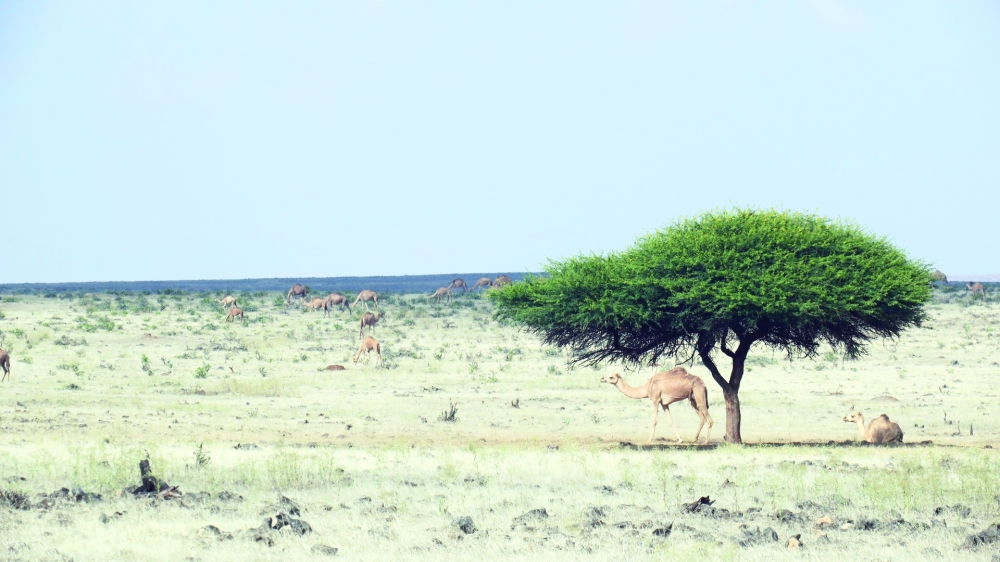 A caravan of camels at Jabal Samhan