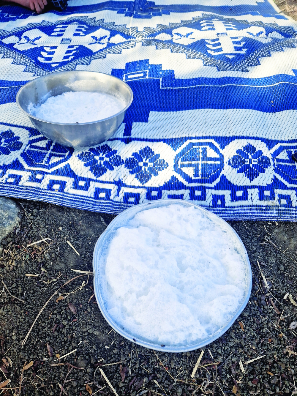 Fresh Camel milk from a farm