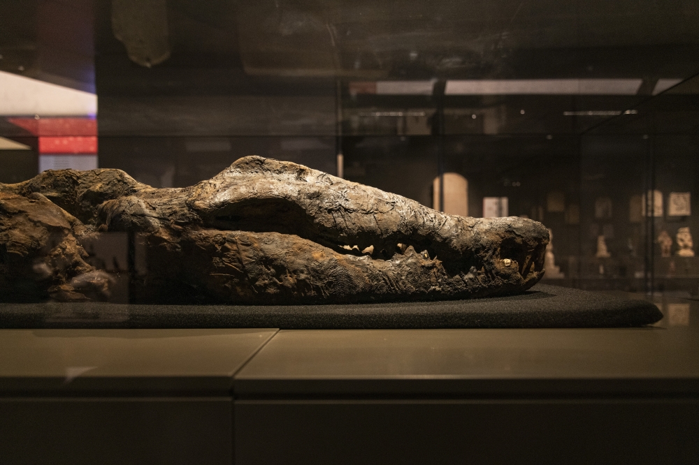 A crocodile mummy dating to the Greco-Roman era on display at the Grand Egyptian Museum in Giza, Egypt, in February 2025. (Stephen Hiltner/The New York Times)