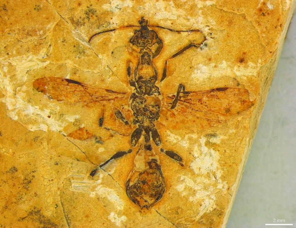 Oldest-known ant preserved in 113 million-year-old Brazilian fossil