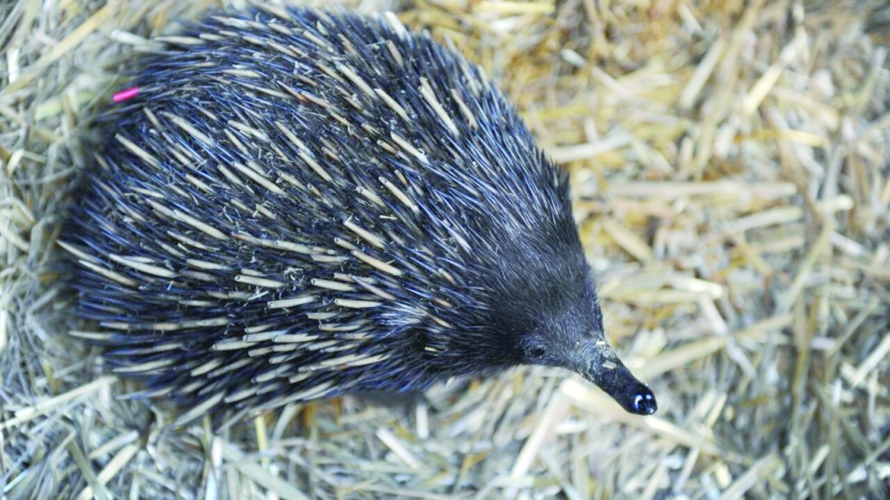 Study sheds light on origin of Australia's odd echidna