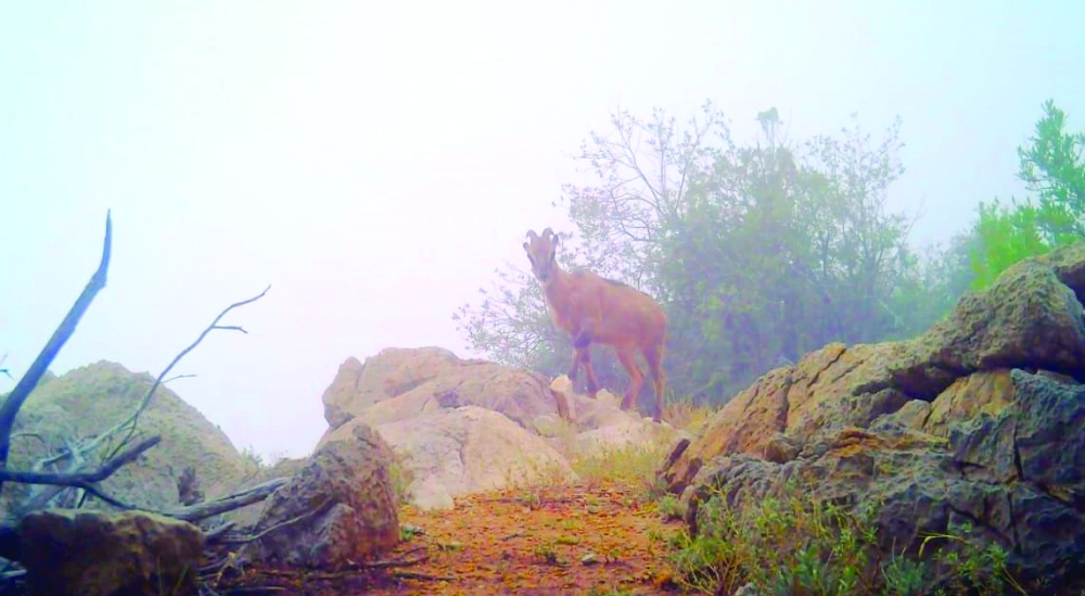 Rare wildlife species spotted in Al Dakhiliyah