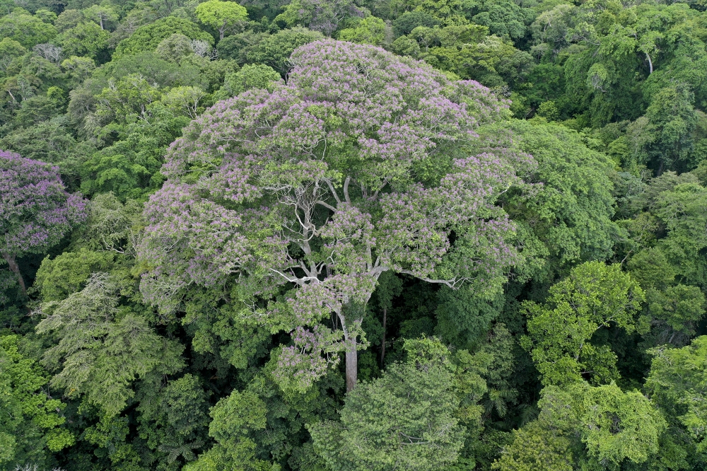 An undated photo provided by Evan Gora/Cary Institute of Ecosystem Studies shows a Dipteryx oleifera tree. (Evan Gora/Cary Institute of Ecosystem Studies via The New York Times)