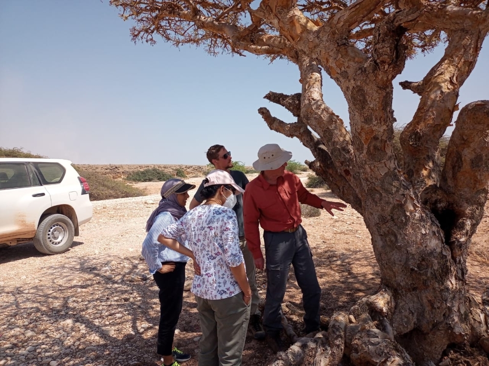 This encouraging discovery stems from the first-ever comprehensive conservation assessment of Boswellia sacra, the botanical name for these iconic trees.