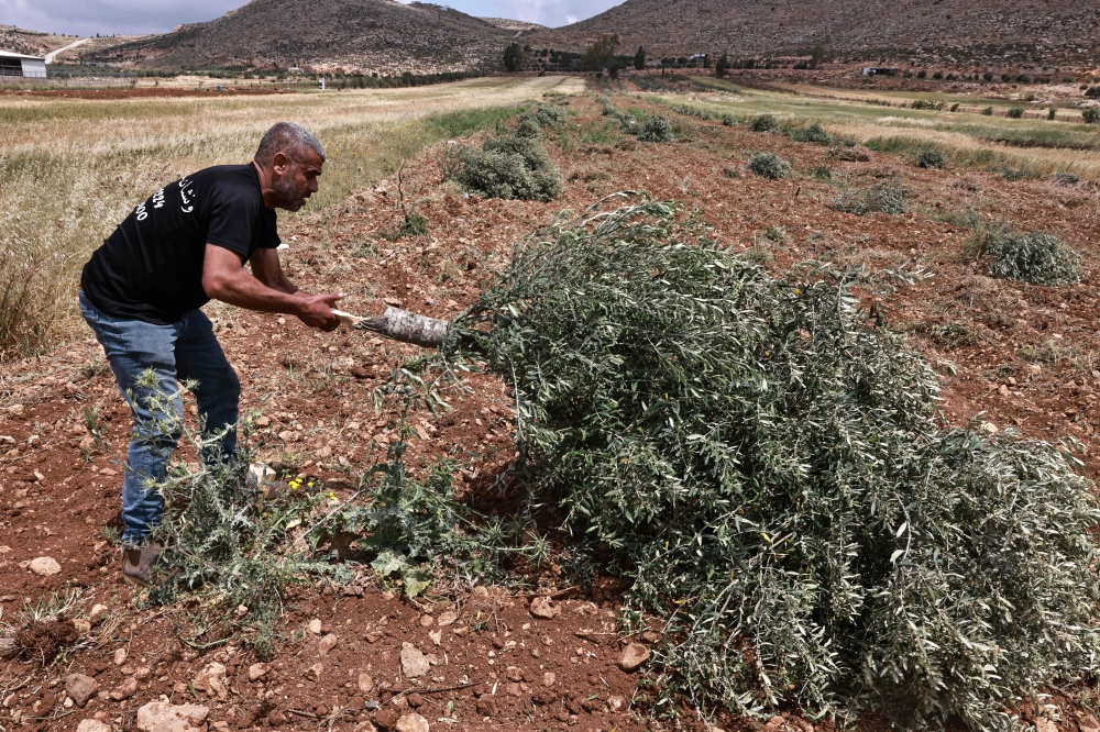 A Palestinian farmer inspects an olive tree, which was cut after an attack by Israeli settlers, in the village of Abu Falah, northeast of Ramallah. - AFP