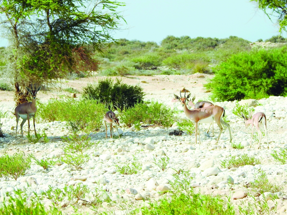 Oman least polluted country in Arab world
