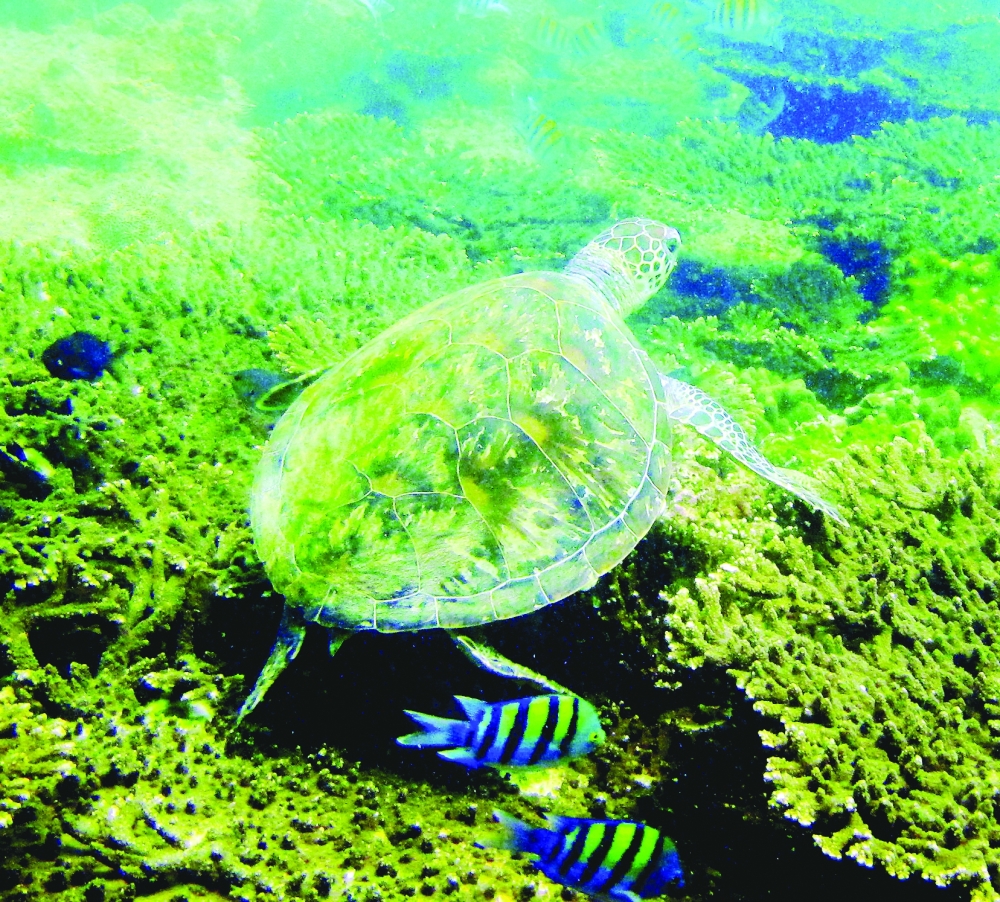 Oman least polluted country in Arab world