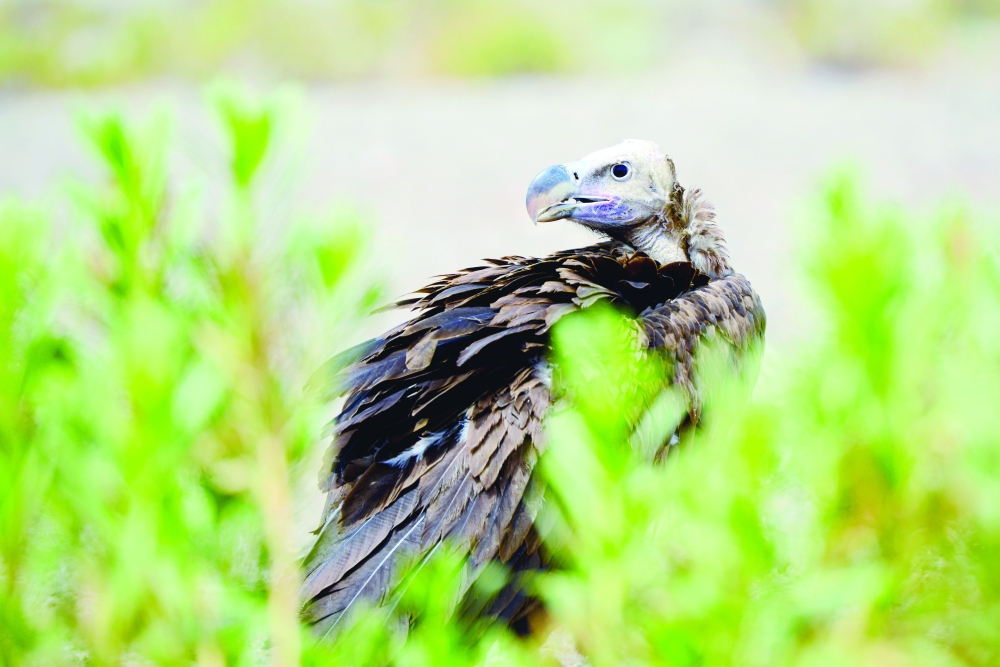 Oman least polluted country in Arab world