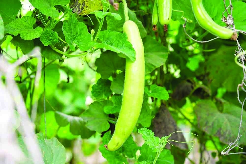 Oman marks International Day of Plant Health