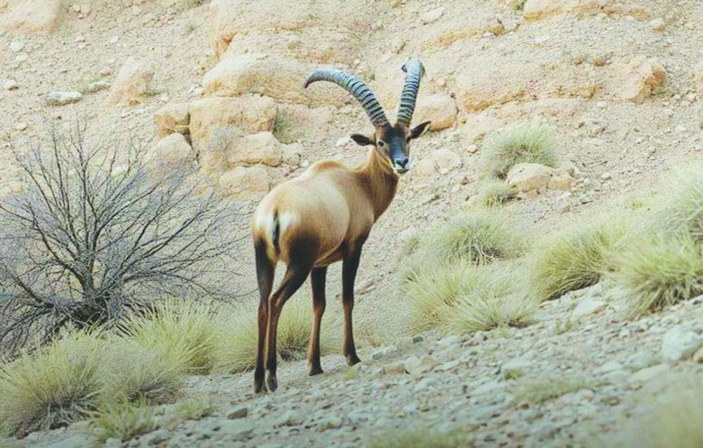 Al Qannas is an Omani author's exploration of the deep connection between man and nature