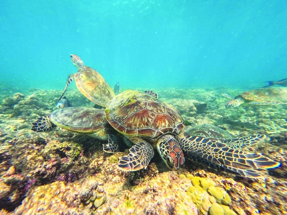 An ideal time for snorkels, snacks, and sunscreen