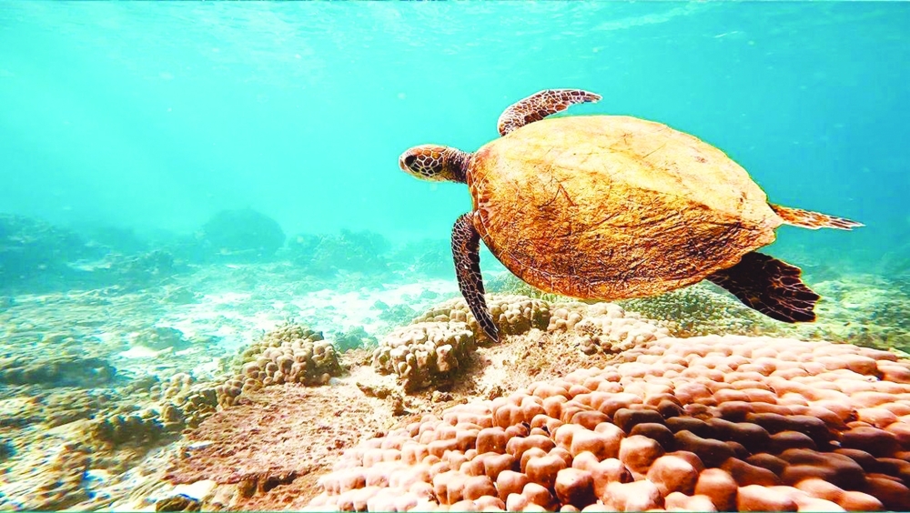 An ideal time for snorkels, snacks, and sunscreen