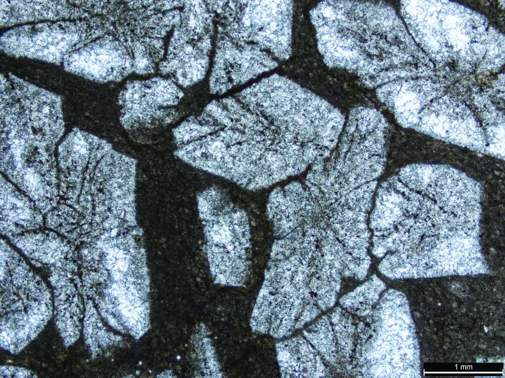 Recent field-based research has explored marine carbonate rock exposures dating back to this extinction event in the vicinity of the Qurayat area.