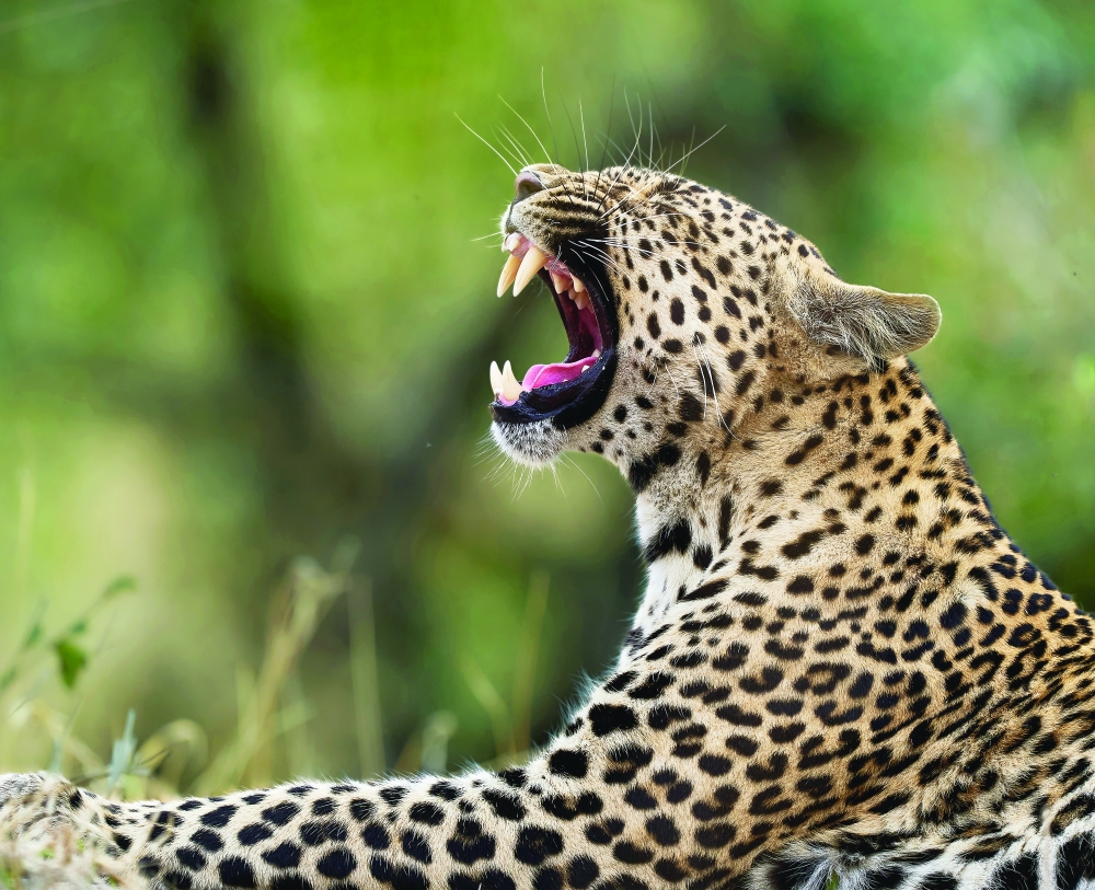 The female leopard known as Tlalamba, a star of the game drives livestreamed by WildEarth in South Africa. — The New York Times
