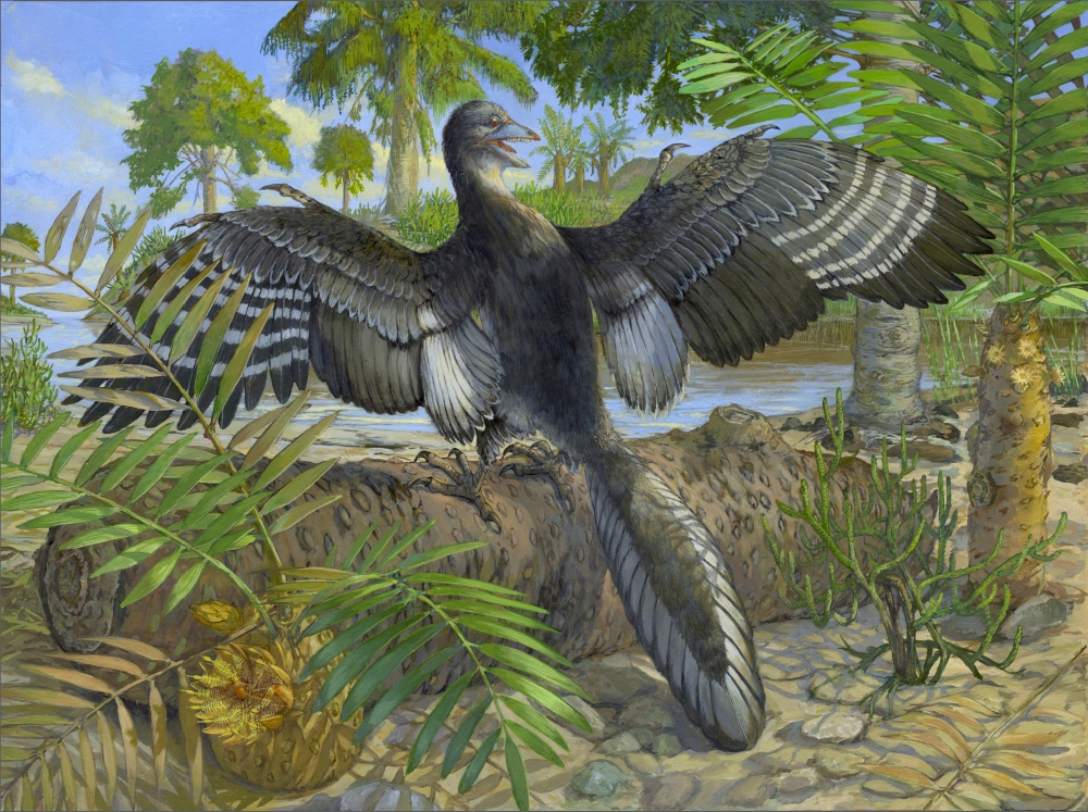 A life reconstruction of the Jurassic bird Archaeopteryx, which lived about 150 million years ago in what is now Germany, including its tertial feathers that would have helped it fly, is seen in this undated image released by the Field Museum in Chicago, Illinois, U.S. Michael Rothman/Handout via REUTERS NO RESALES. NO ARCHIVES. THIS IMAGE HAS BEEN SUPPLIED BY A THIRD PARTY

