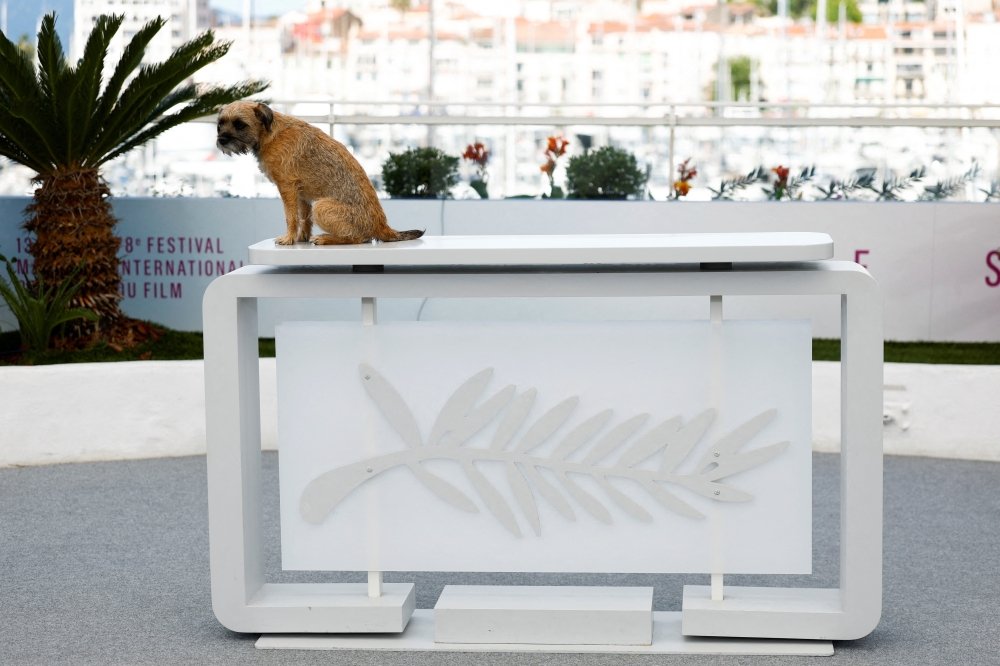 A dog named Thais sits on the desk with a Palme d'Or symbol before a photocall at the 78th Cannes Film Festival in Cannes, France, May 24, 2025. REUTERS/Manon Cruz     TPX IMAGES OF THE DAY
