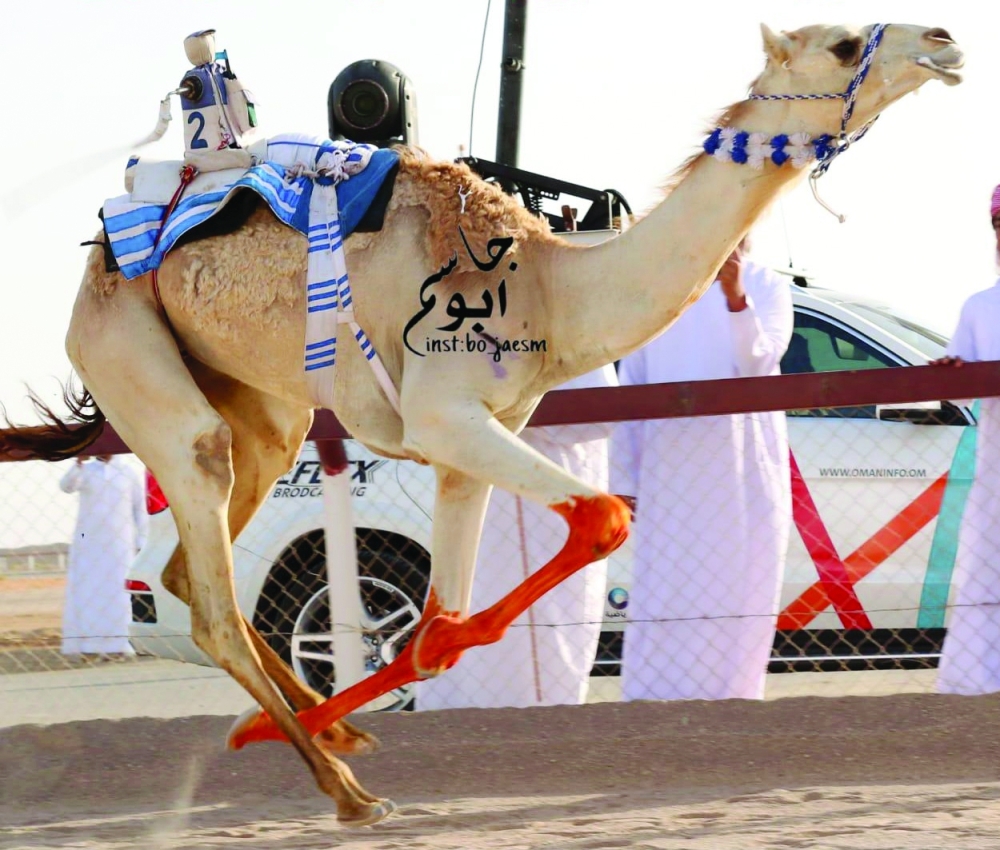Al Abyad local Camel Racing concludes in Sinaw