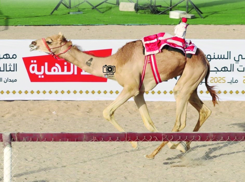 Al Abyad local Camel Racing concludes in Sinaw