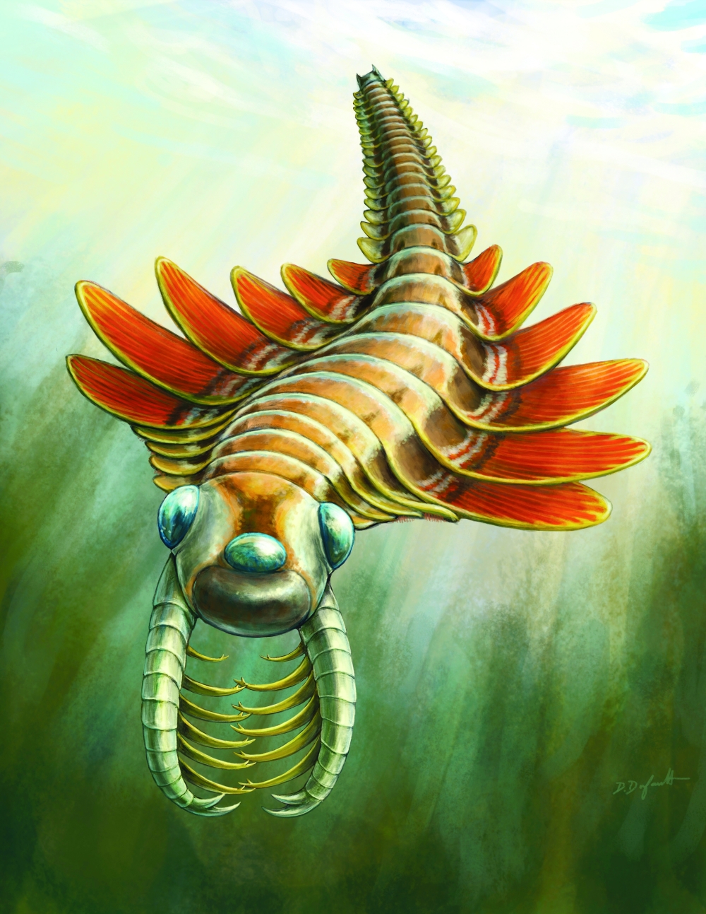 An artists impression of Mosura fentoni, a 2.5-inch radiodont found in the Burgess Shale of Canada, provided by Danielle Dufault/ROM. (Danielle Dufault/Royal Ontario Museum via The New York Times)