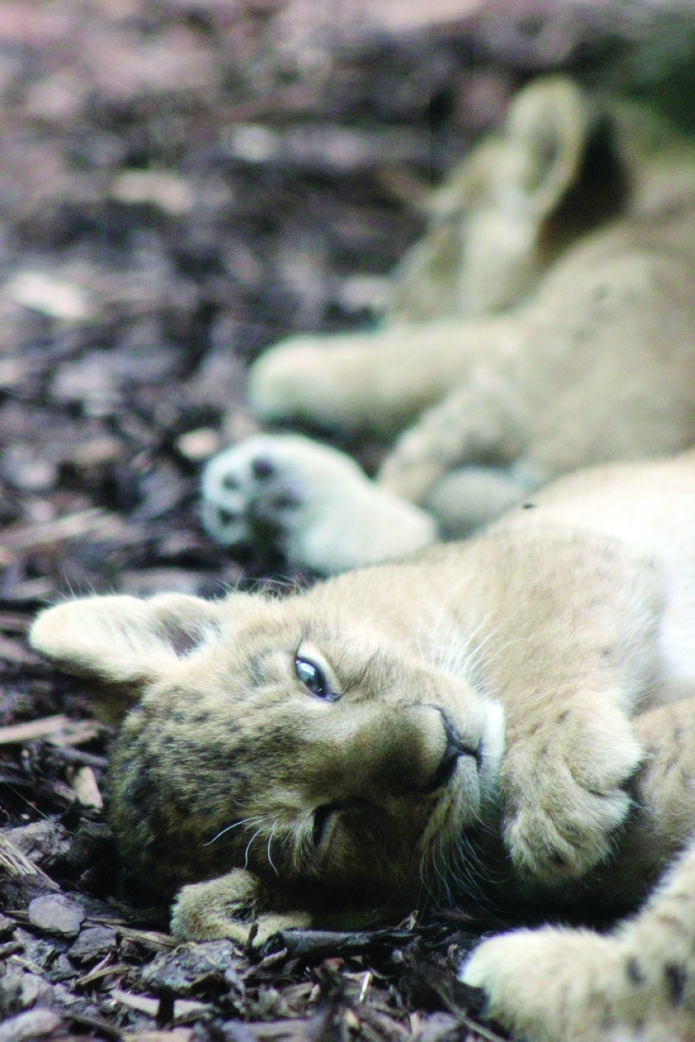 Raising Predatory Animals in Oman: A Hidden World of Passion and Responsibility