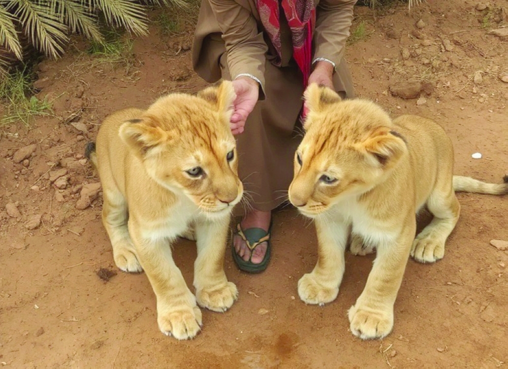 Raising Predatory Animals in Oman: A Hidden World of Passion and Responsibility