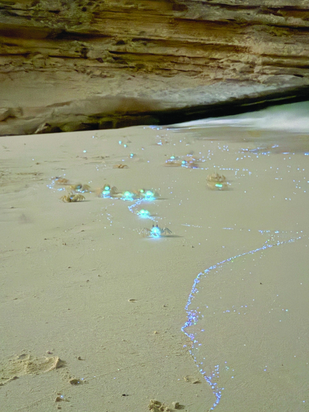 Why are these crabs glowing and why Oman's nature continues to mesmerise