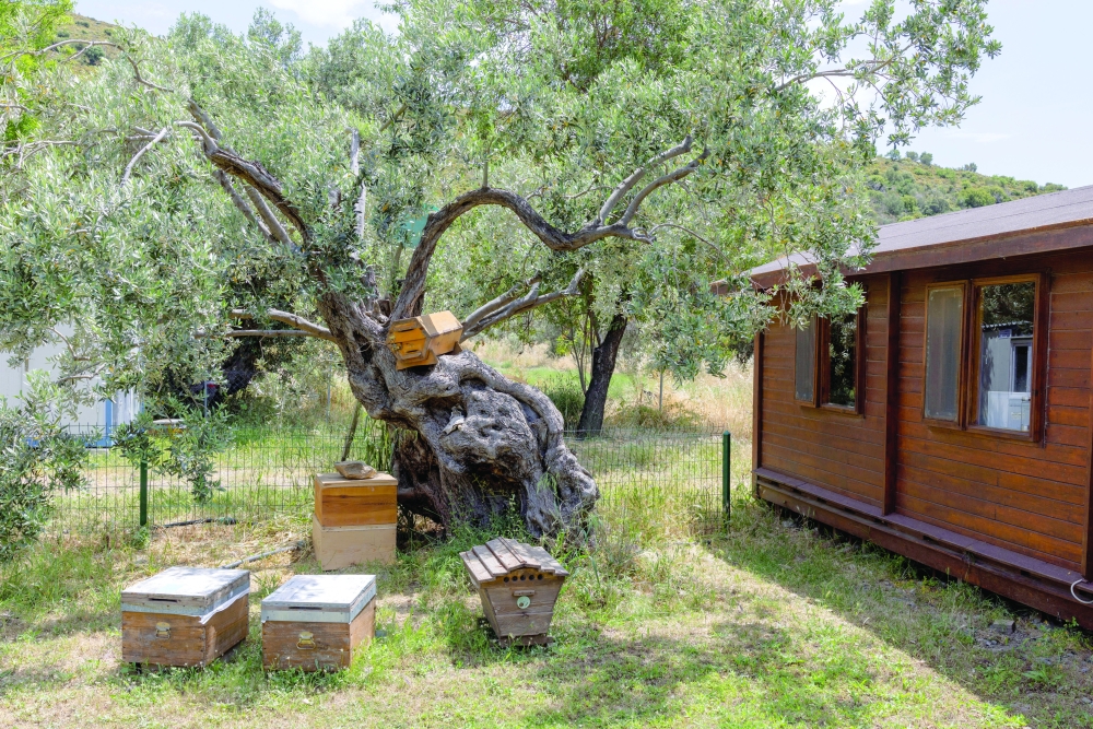 Air from beehives comforts patients in Turkey