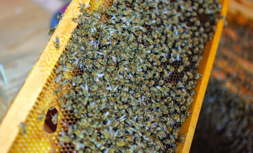 Air from beehives comforts patients in Turkey