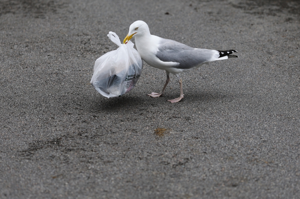 A seagull holds a plastic bag in its beak as it searches for food in Vannes, Brittany, France. More than 8 million tonnes of plastic are dumped into the ocean every year, according to a study in the journal Science.