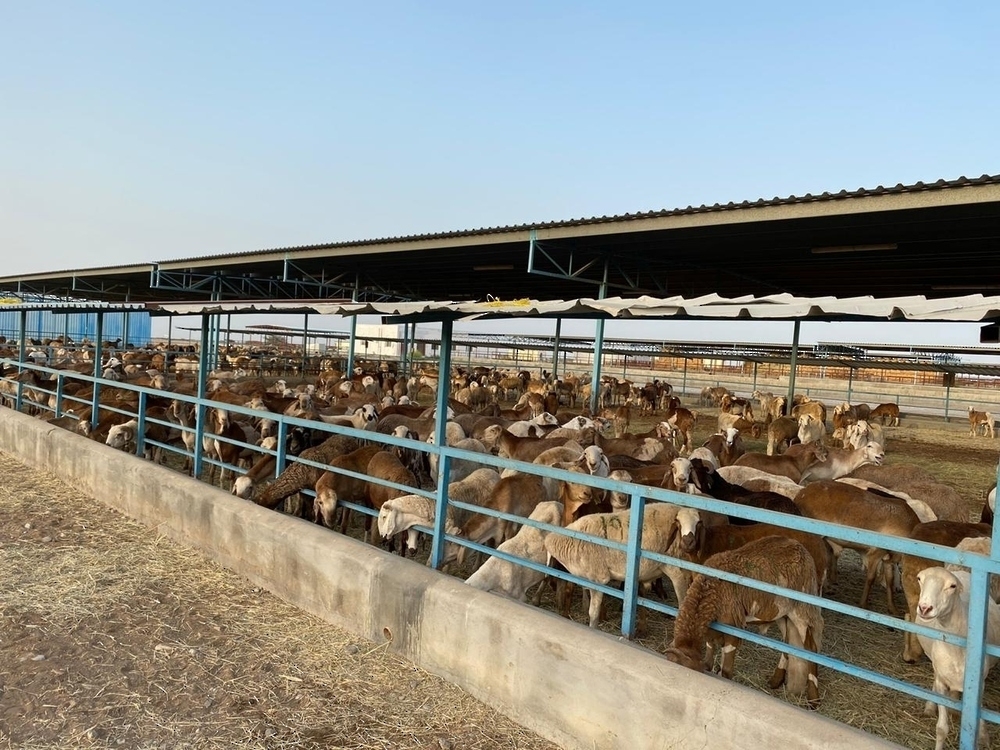 The ministry stated that the veterinary team at the quarantine facility is working continuously and diligently to inspect and apply the necessary health measures. - ONA