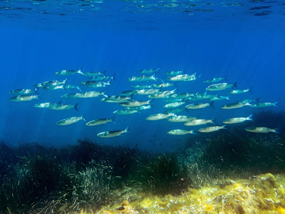 This photograph shows a school of mullets swimming above marine plants known as Posidonia, the pearl of the Mediterranean sea, off the National Park of the island of Port Cros in Hyeres, southeastern France. — AFP file photo

