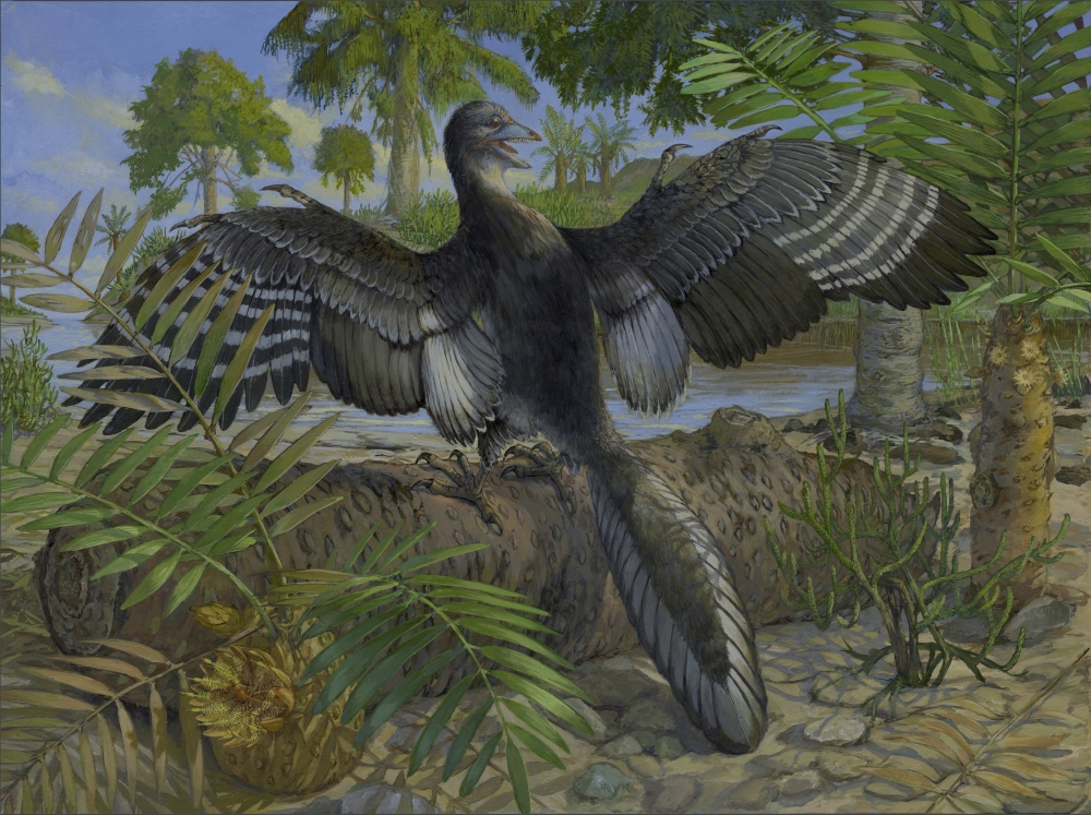 A life reconstruction of Archaeopteryx. (Michael Rothman via The New York Times)