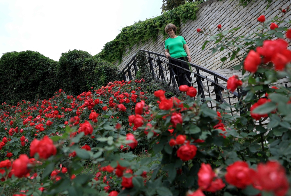 Ariana Nikolla poses in a public rose garden in Permet, some 250km Southwest of the capital Tirana, on May 28, 2025.  In Permet, deep in the spectacular Vjosa Valley of southern Albania, roses rule supreme, whether used to make perfumes, flavoured water or the Turkish delight sought out by thousands of sweet-toothed tourists.  (Photo by Adnan Beci / AFP)

